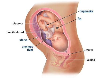 בעיות נפוצות המצריכות אורולוג ילדים - בשלב העוברי
